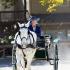 Nashoba Carriage Classic